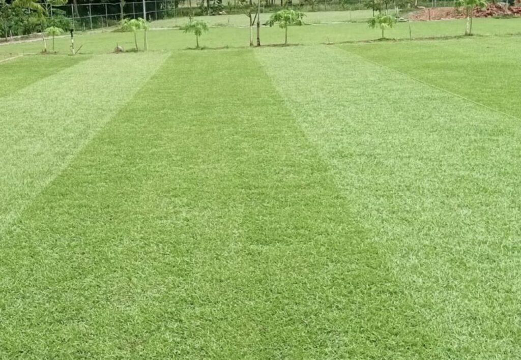 jual_rumput_zoysia