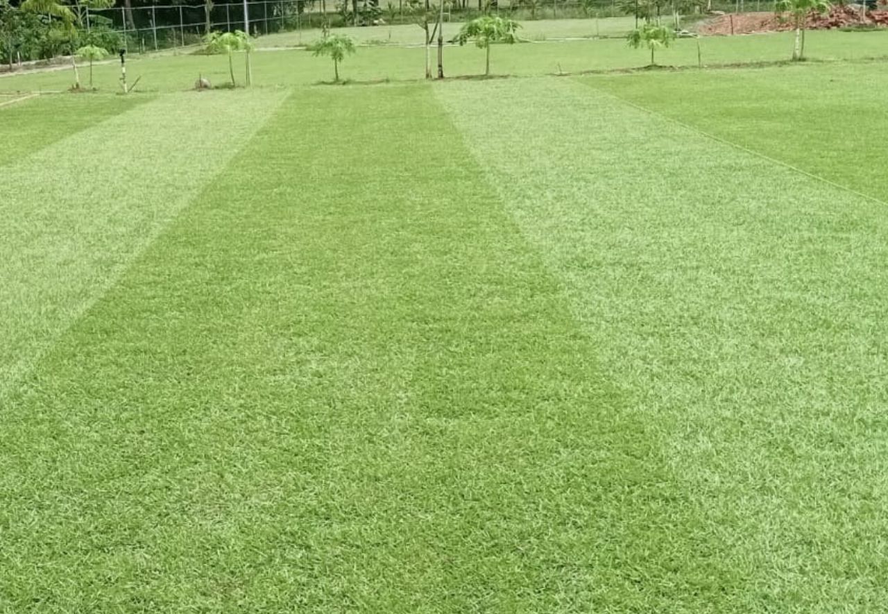 jual_rumput_zoysia